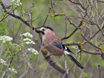 Eichelhäher (Garrulus glanarius), Unterart atricapillus, Lesbos, Griechenland