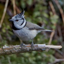 Haubenmeise (Lophophanes cristatus), Flühli LU