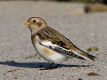 Schneeammer (Plectrophenax nivalis), Helgoland