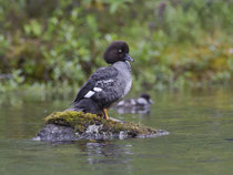 Spatelente W (Bucephala islandica), Island