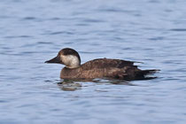 Trauerente (Melanitta nigra), Lachen Aahorn