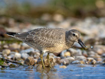 Knutt (Calidris canutus), Jona 