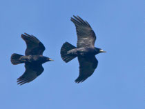 Saatkrähe (Corvus frugilegus), Augst