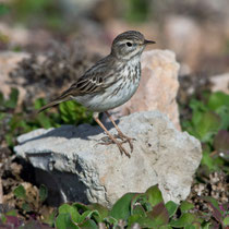 Kanarenpieper (Anthus berthelotii), Fuerteventura, Spanien