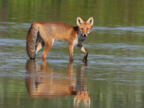 Rotfuchs (Vulpes vulpes), Flachsee