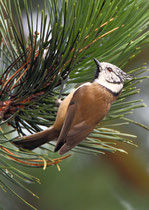 Haubenmeise (Lophophanes cristatus), Villnachern