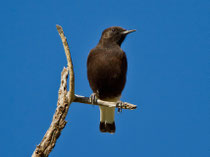 Trauersteinschmätzer (Oenanthe eleucura), Tafraoute, Marokko