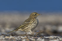 Wiesenpieper (Anthus pratensis), Helgoland