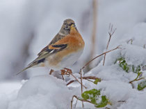 Bergfink (Fringilla montifringilla), Villnachern (Wintergäste)