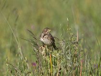 Grauammer (Emberiza calandra), Castro Verde, Portugal