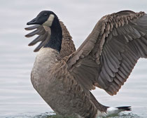 Kanadagans (Branta canadensis), Triboltingen / Bodensee