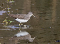 Waldwasserläufer (Tringa ochropus), Gippinger Grien