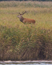 Rothirsch (Cervus elaphus), Darrs, Mecklenburg-Vorpommern