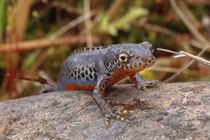 Bergmolch (Ichthyosaura alpestris), Villnachern