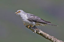 Kuckuck (Cuculus canorus), Mull, Schottland