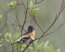 Bergfink (Fringilla montifringilla), Pasvik, Norwegen