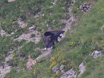 Mönchsgeier (Aegypius monachus), Jaunpass, Schweiz