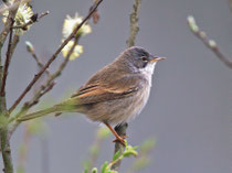 Dorngrasmücke (Sylvia communis), Biebrza, Polen