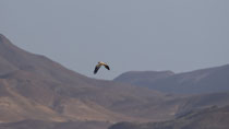 Schmutzgeier (Neophron percnopterus), Fuerteventura, Spanien