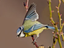 Blaumeise (Cyanistes caeruleus), Villnachern