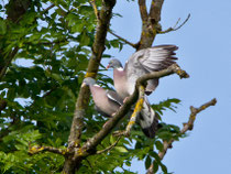 Ringeltaube (Columba palumbus), Limmatspitz
