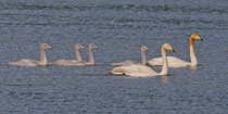 Singschwan (Cygnus cygnus), mit Jungvögeln, Akureyri (Island)