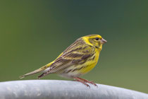 Girlitz (Serinus serinus), Schinznach