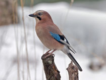 Eichelhäher (Garrulus glanarius), Villnachern