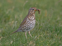 Singdrossel (Turdus philomelos), Mull GB