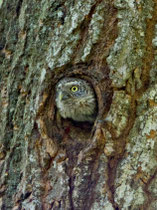 Sperlingskauz (Glaucidium passerinum), Bialowieza / Polen