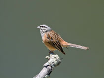 Zippammer (Emberica cia), Monfragüe Nationalpark, Extremadura