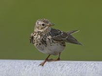 Baumpieper (Anthus trivialis), Mull GB