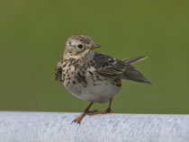 Baumpieper (Anthus trivialis), Mull GB