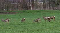 Reh  (Capreolus capreolus), Witzwil BE