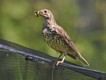 Misteldrossel (Turdus viscivorus), Villnachern