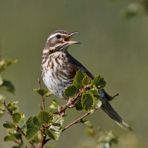 Rotdrossel (Turdus iliacus), Varanger, Norwegen