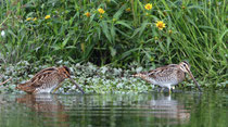 Bekassine (Gallinago gallinago), Klingnauer Stausee