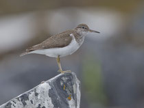 Flussuferläufer (Actitis hypoleucos), Insel Iona, Schottland