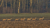 Reh  (Capreolus capreolus), Witzwil BE