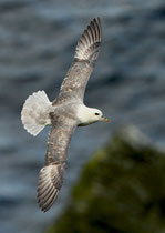 Eissturmvogel (Fulmarus glacialis) Shetland GB