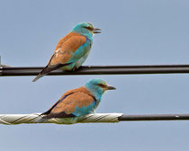Blauracke (Coracias Garrulus), Nähe Trujillo, Extremadura E