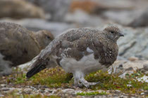 Alpenschneehuhn, Cassonsgrat / Flims