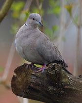 Türkentaube (Streptopelia decaocto, Villnachern