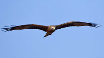 Schwarzmilan (Milvus migrans), El Rocio, Spanien