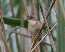 Teichrohrsänger (Acrocephalus scirpaceus), Klingnauer Stausee