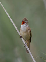 Drosselrohrsänger (Acrocephalus arundinaceus), Donana, Spanien