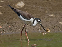 Schwarznacken-Stelzenläufer (Himantopus mexicanus), Carara Nationalpark, Costa Rica