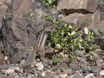 Atlashörnchen (Atlantoxerus getulus), Fuerteventura