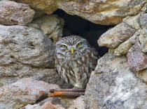 Steinkauz (Athene noctua), Lesbos, Griechenland