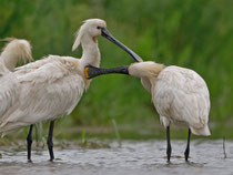 Löffler (Platalea leucorodia), Hortobagy, Ungarn